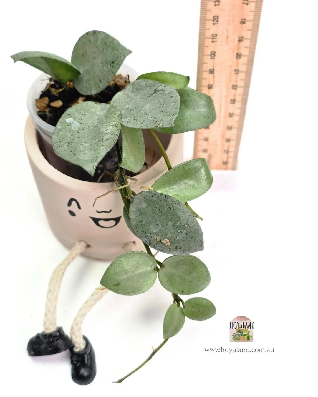 🌞 Hoya Stenophylla | Rare Grass-Like Foliage 🩷 — Hoyaland Rare